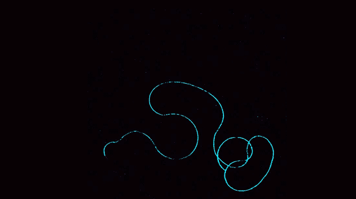 Colorized time-lapse of an individual sperm. The sperm uncoils at random like an earthworm in a puddle showing the juxtaposition of single sperm dynamics vs. the collective.