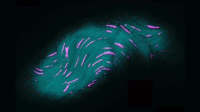 Sperm flowing in the male storage organ