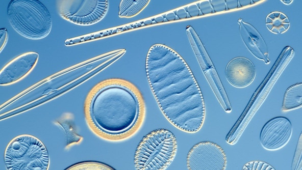 Differential interference contrast light micrograph of a number of different diatoms. Diatoms are single-celled photosynthetic algae.