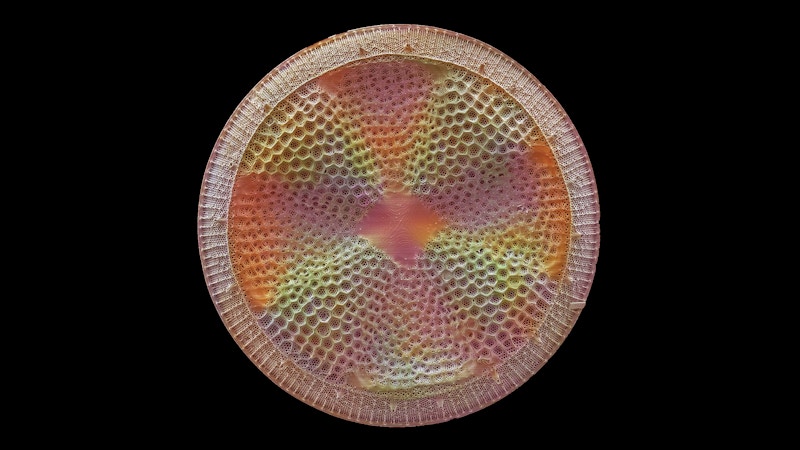 Detailed Diatom