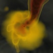 A computer simulation of a black hole, its jet and the surrounding disk and winds.