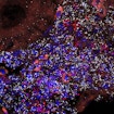 An epifluorescence image of a young male killifish kidney tissue showing the organization of the renal tubules.