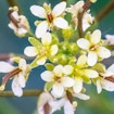 A photo of Arabidopsis thaliana, Thale Cress, showing its small white flowers in bloom.