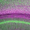 A colorful image of brain cells.