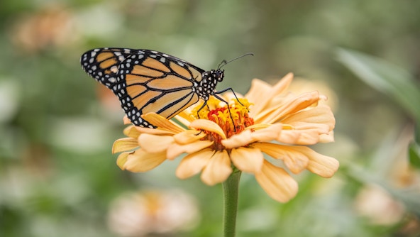 A photo of a monarch butterfly sitting upon an light orange zinnia flower