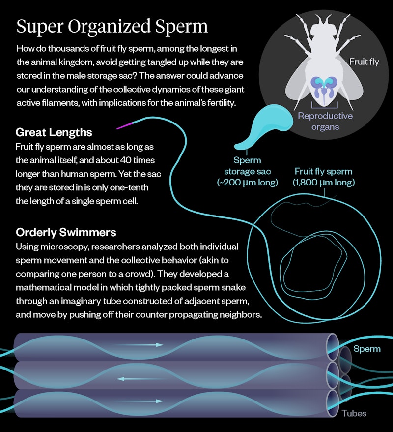 Infographic titled “Super Organized Sperm” explaining how fruit fly sperm avoid tangling in a small storage sac. Text notes that fruit fly sperm are extremely long—about 1,800 µm, nearly the length of the fly and ~40× longer than human sperm—while the storage sac is only ~200 µm long. A diagram of a fruit fly highlights its reproductive organs. Another illustration shows the long sperm coiled tightly inside the much smaller sac. At the bottom, a schematic depicts multiple sperm packed side-by-side in tube-like arrangements, each undulating in opposite directions; this counter-directional motion helps them stay organized and prevents tangling.