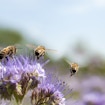 Honey bees flying away from a flower.