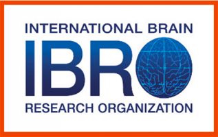 IBRO