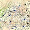 Illustration of nerve cells by Santiago Ramón y Cajal