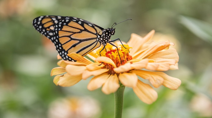A photo of a monarch butterfly.
