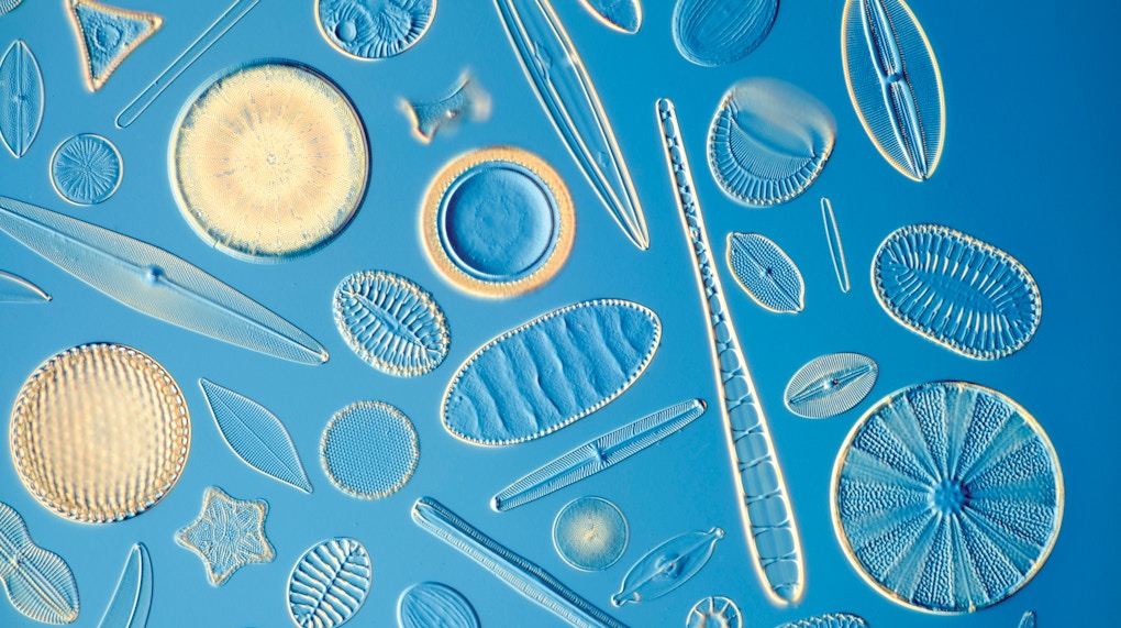 A microscopic view of many diatoms