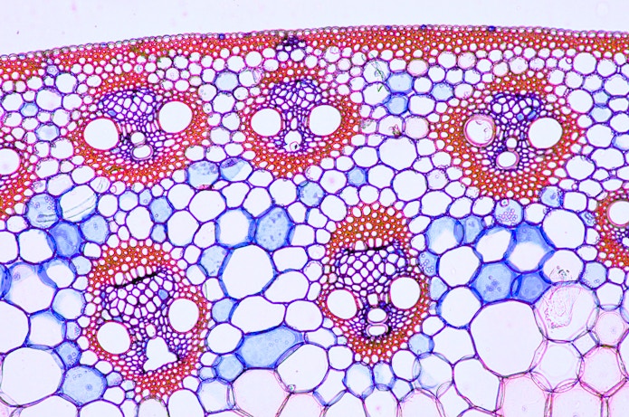Micrograph image of vascular bundles in a sprout of corn.