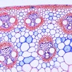 Micrograph image of vascular bundles in a sprout of corn.
