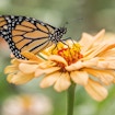 Monarch Butterfly on a light orange zinnia