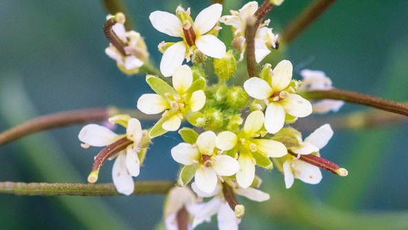 A photo of Arabidopsis thaliana, Thale Cress, showing its small white flowers in bloom.