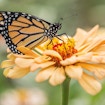A photo of a monarch butterfly.