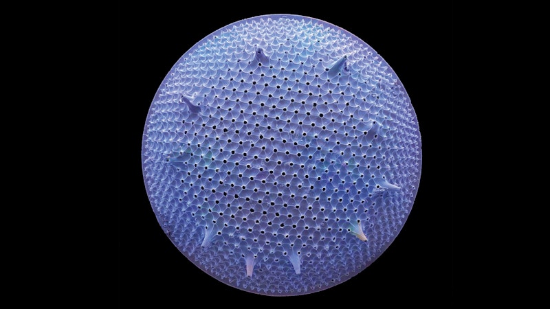Detailed Diatom