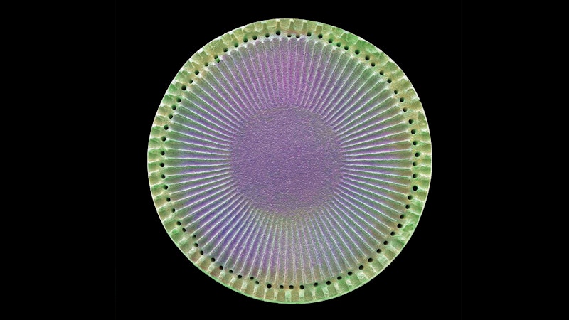 Detailed Diatom