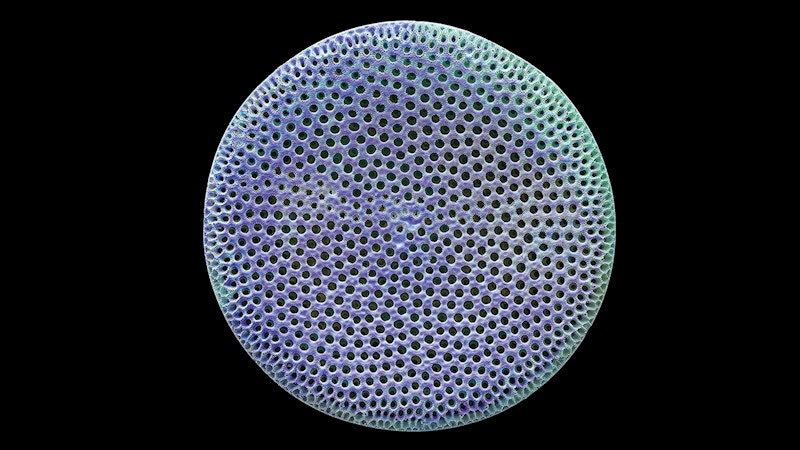 Detailed Diatom