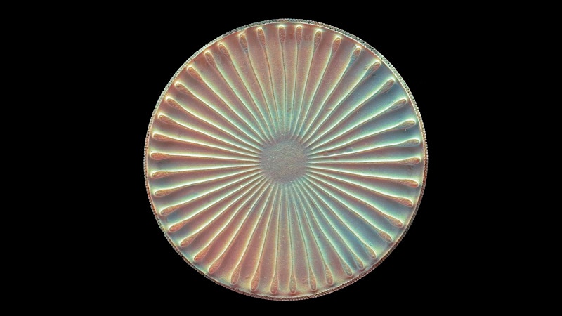 Detailed Diatom