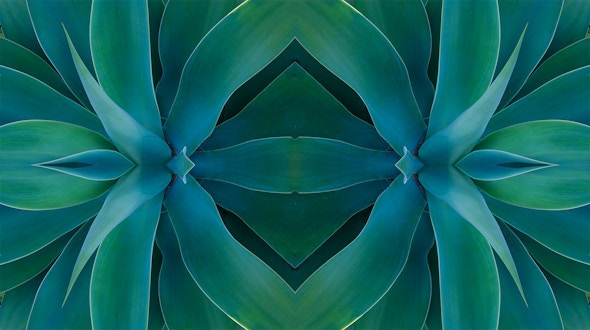 Symmetric image of green succulents