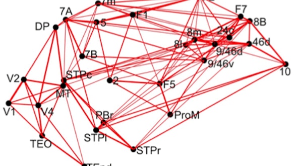 A collection of black dots connected by red lines to illustrate a large-scale brain circuit